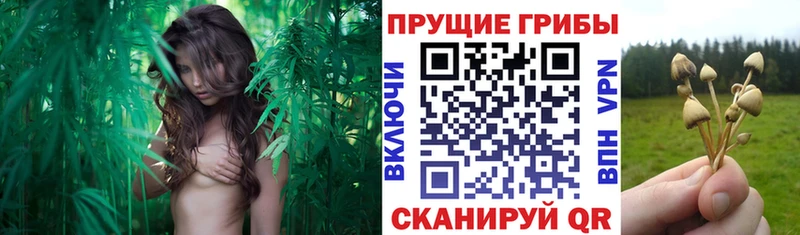 Галлюциногенные грибы прущие грибы  hydra как войти  Дорогобуж 